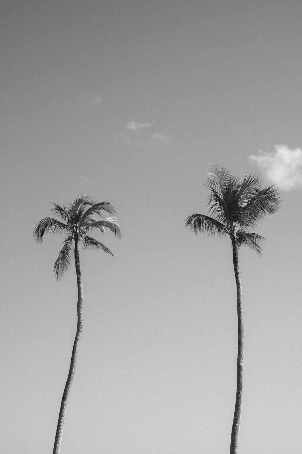 a couple of palm trees