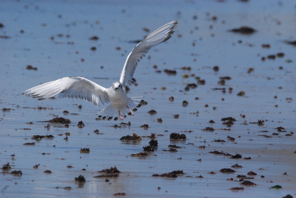 a bird flying over water