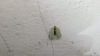 A delicate green insect with translucent wings is perched on a rough, textured white wall. The insect has long, slender antennae and a fine pattern visible on its wings.
