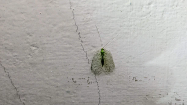 A delicate green insect with translucent wings is perched on a rough, textured white wall. The insect has long, slender antennae and a fine pattern visible on its wings.