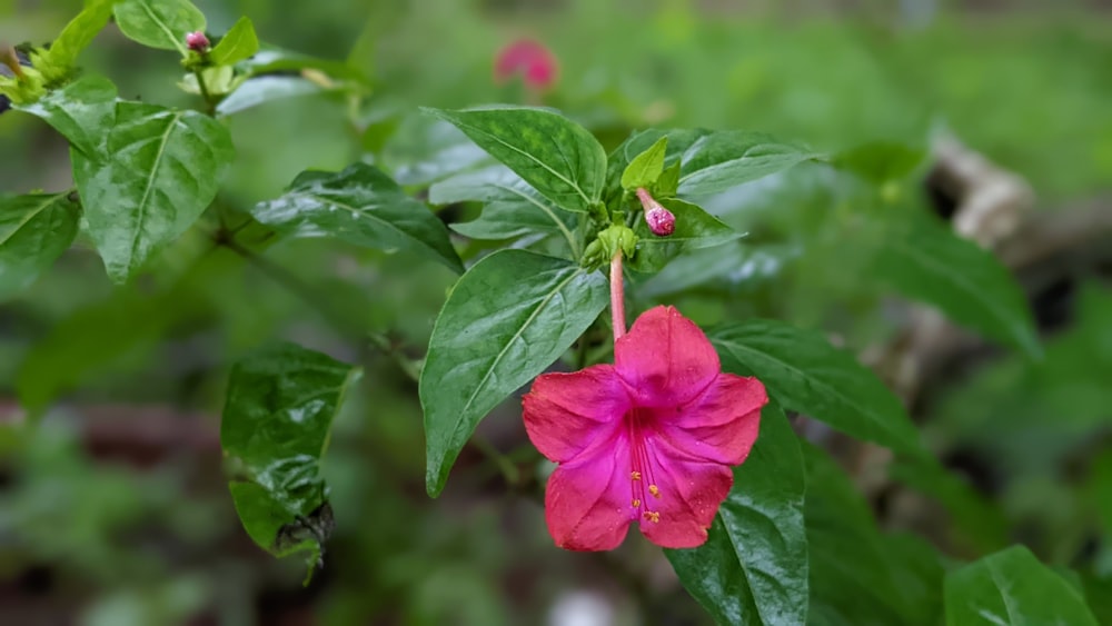 a pink flower on a plant