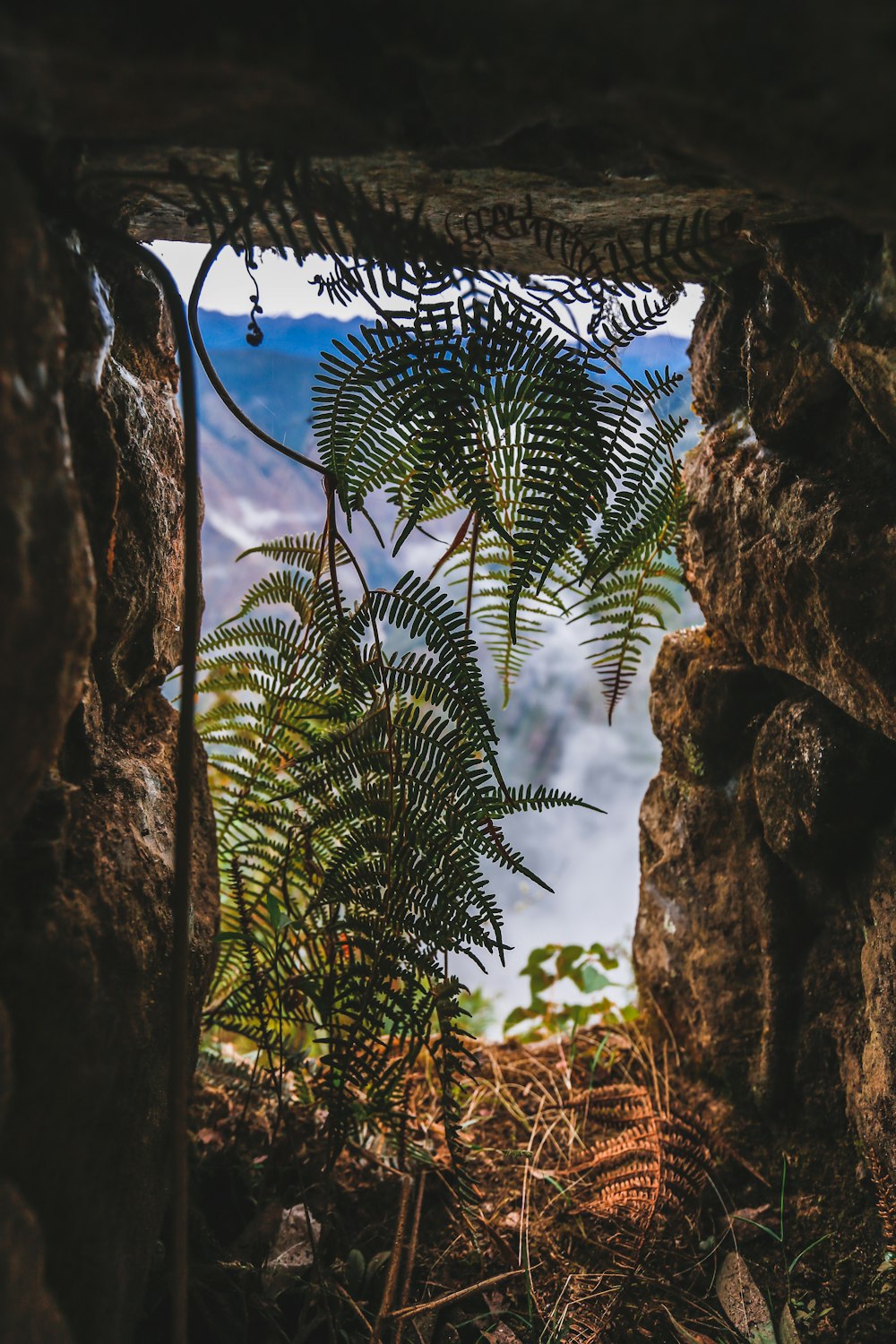 a view of a tree through a cave