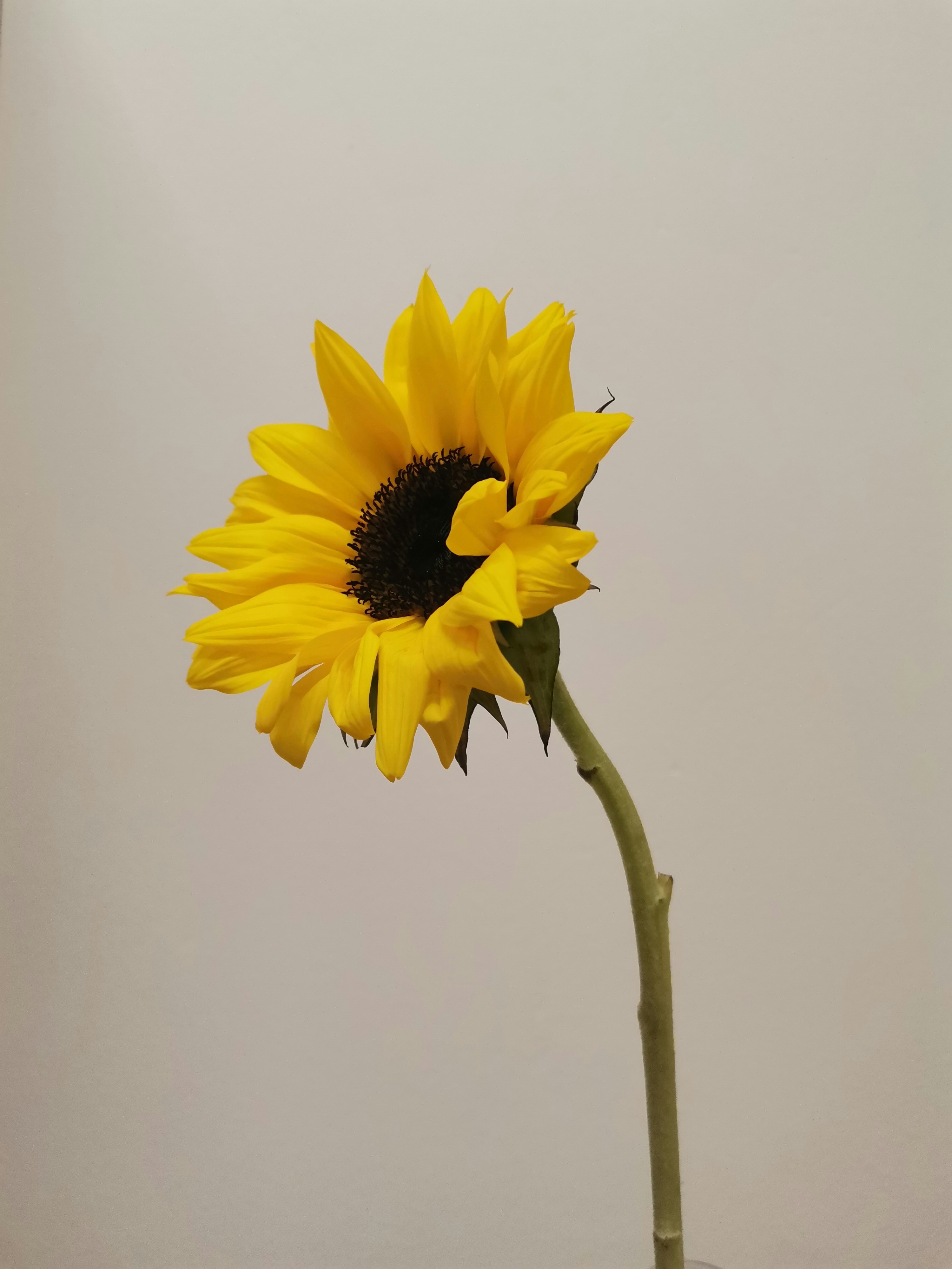 Photo by winterphoenix