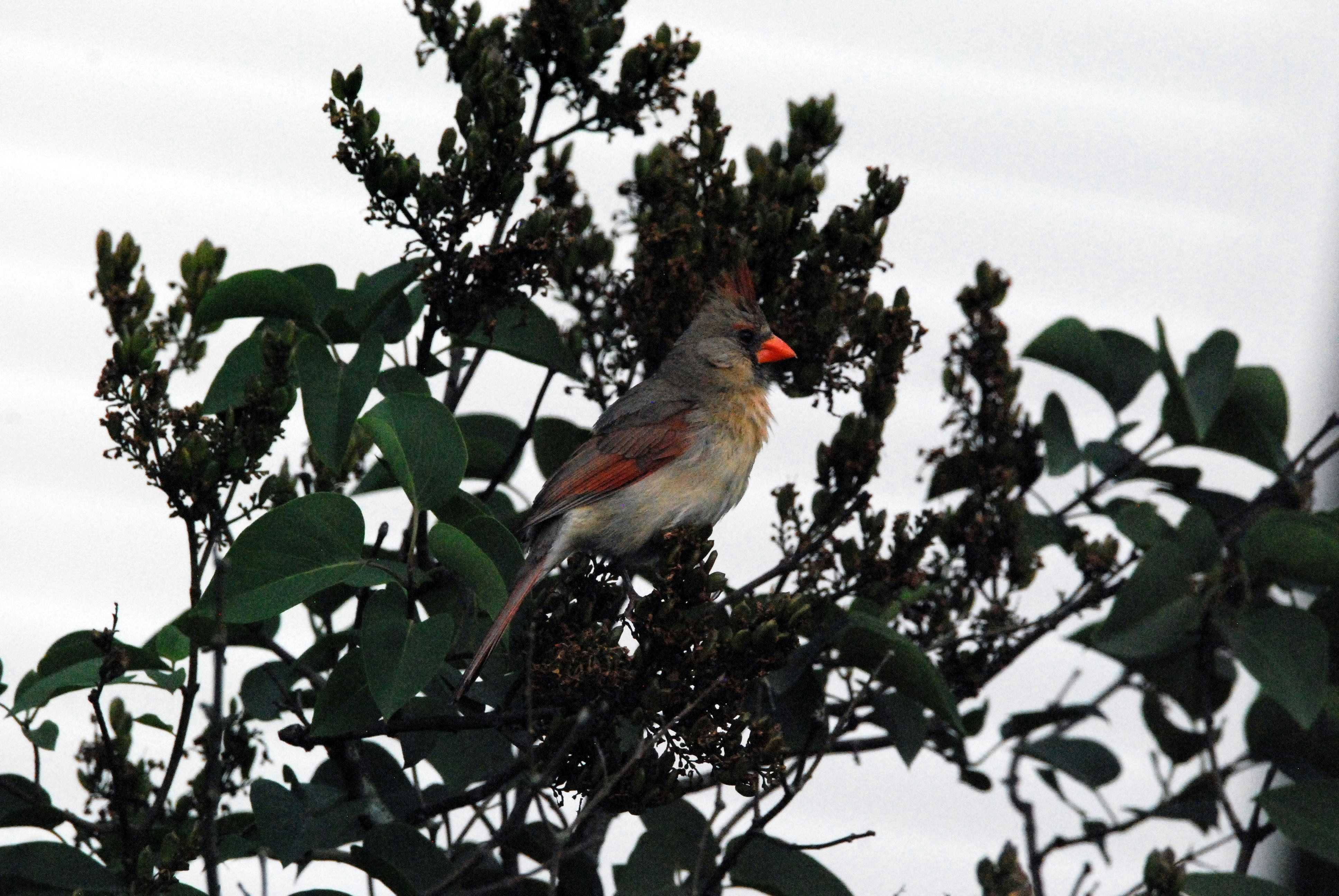 Female Northern Cardinal Perched in Bush Top