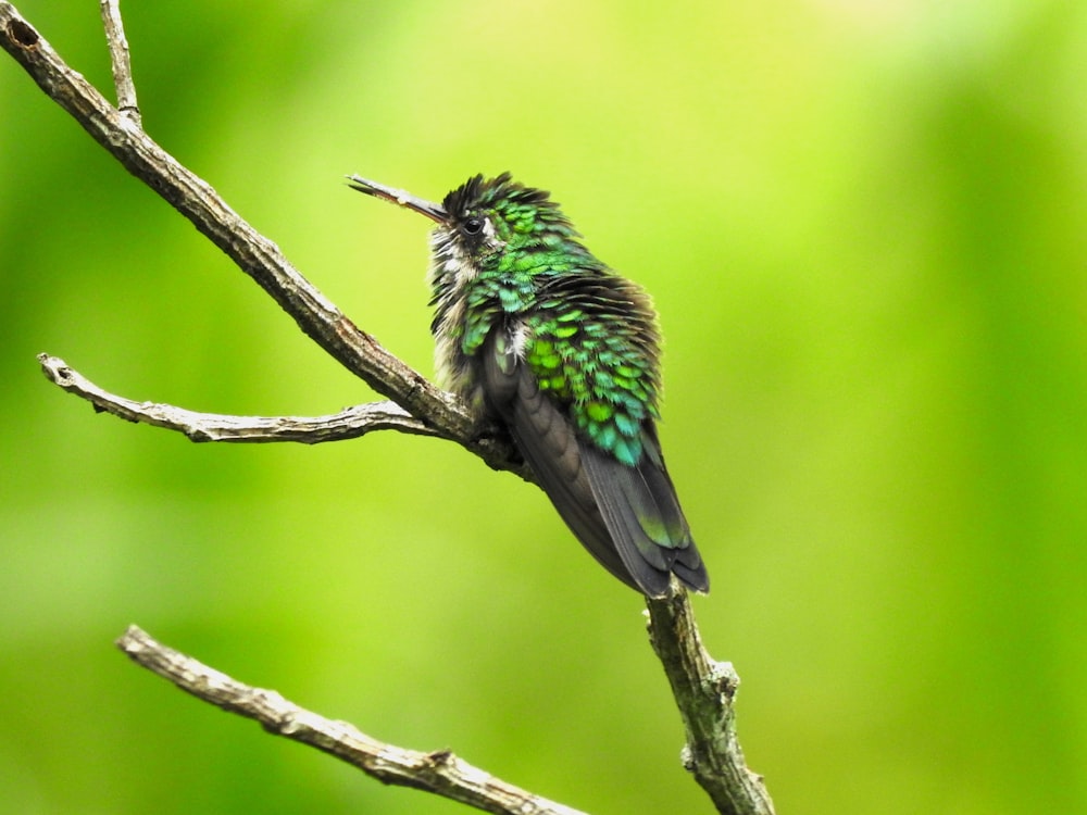 a bird sitting on a branch