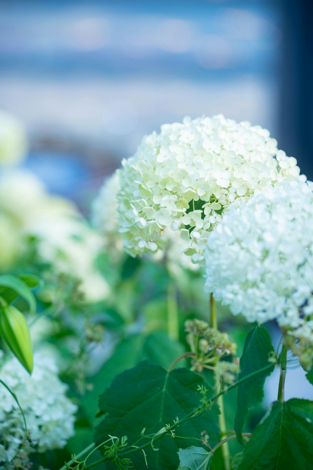 um close-up de algumas flores