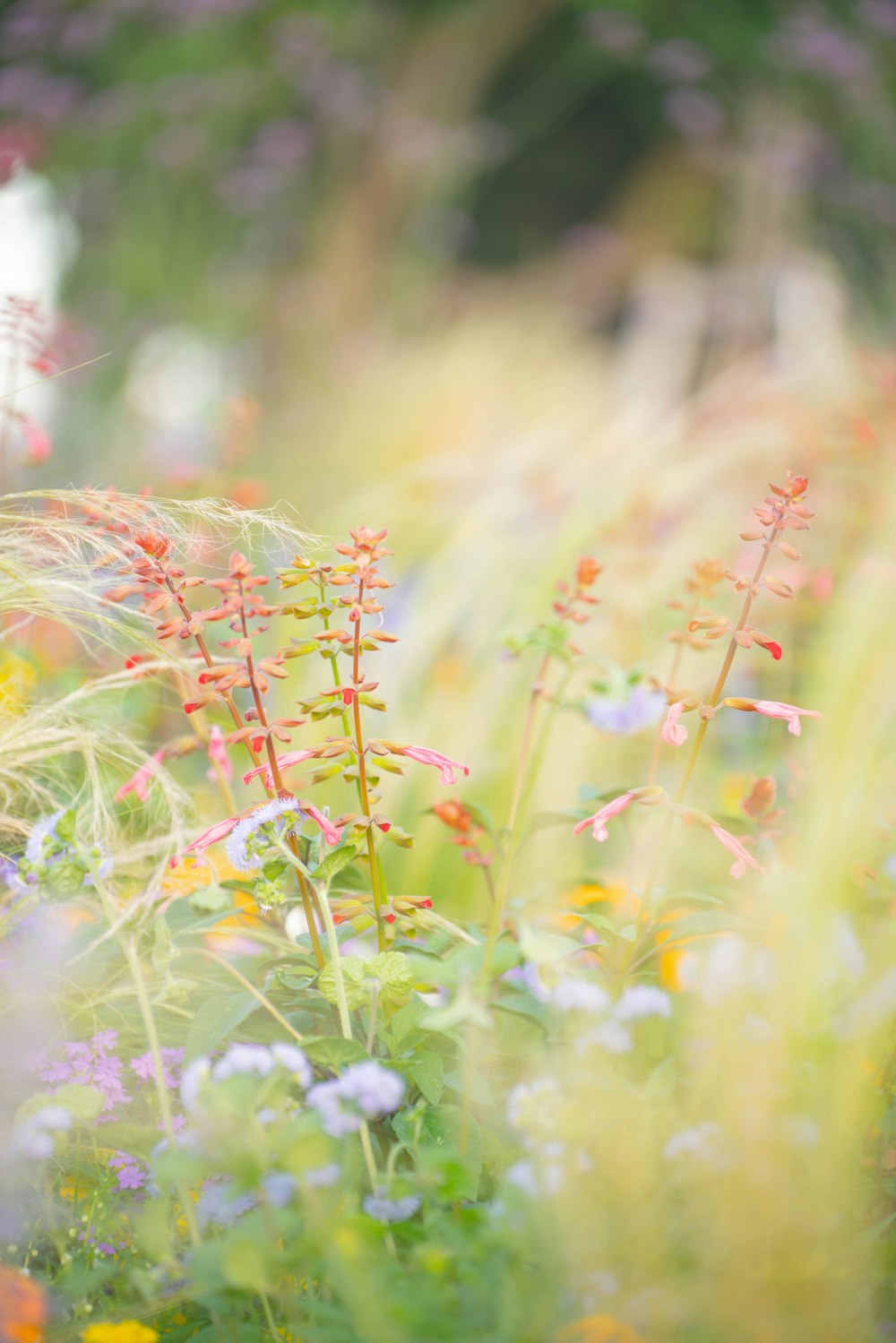 a close up of some flowers