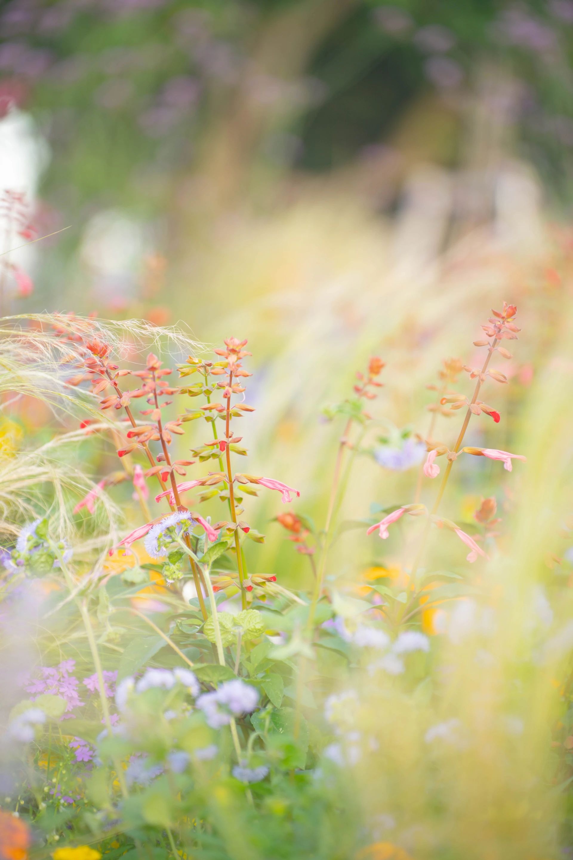A close-up of wildflowers swaying gently in a breeze, with a soft-focus background of rolling hills.