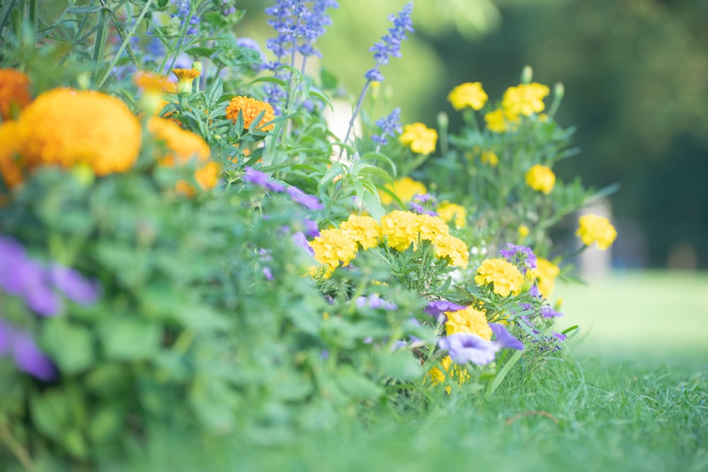 um campo de flores