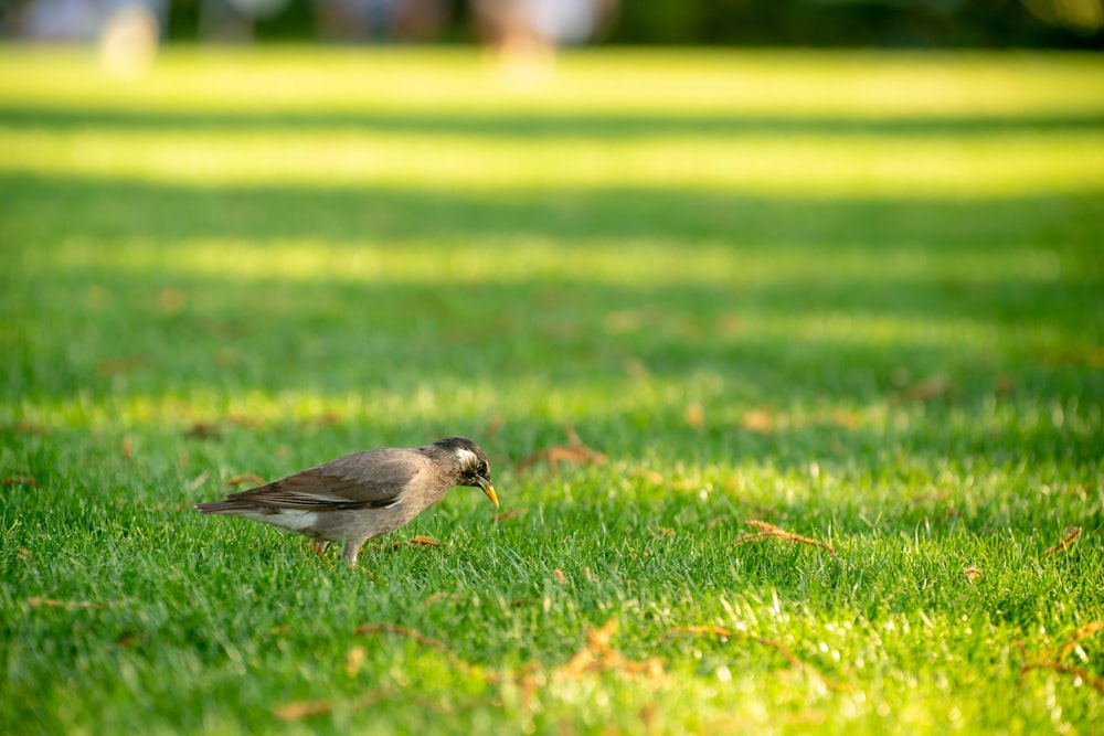 a couple birds on grass