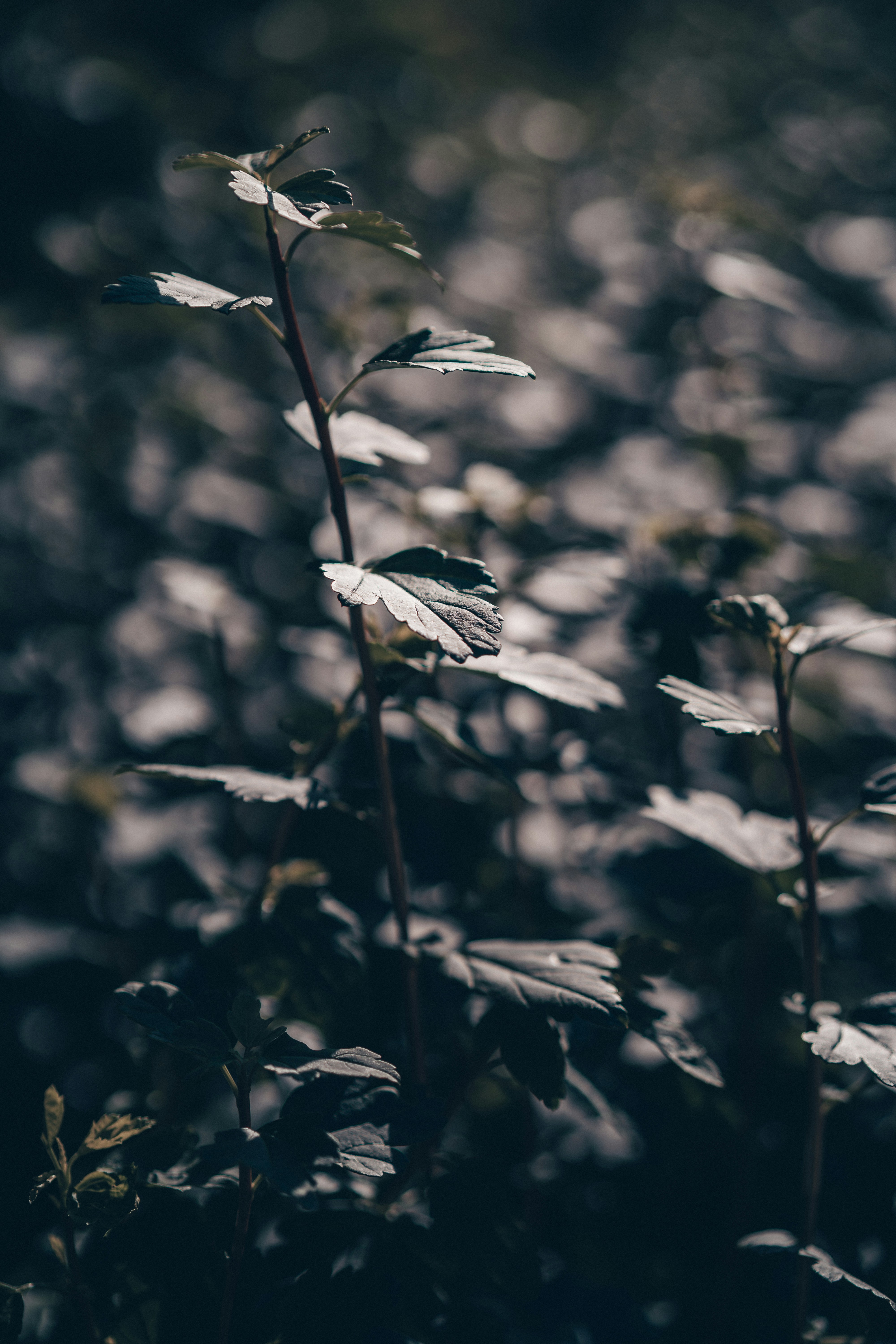 Photo by anamnesis33