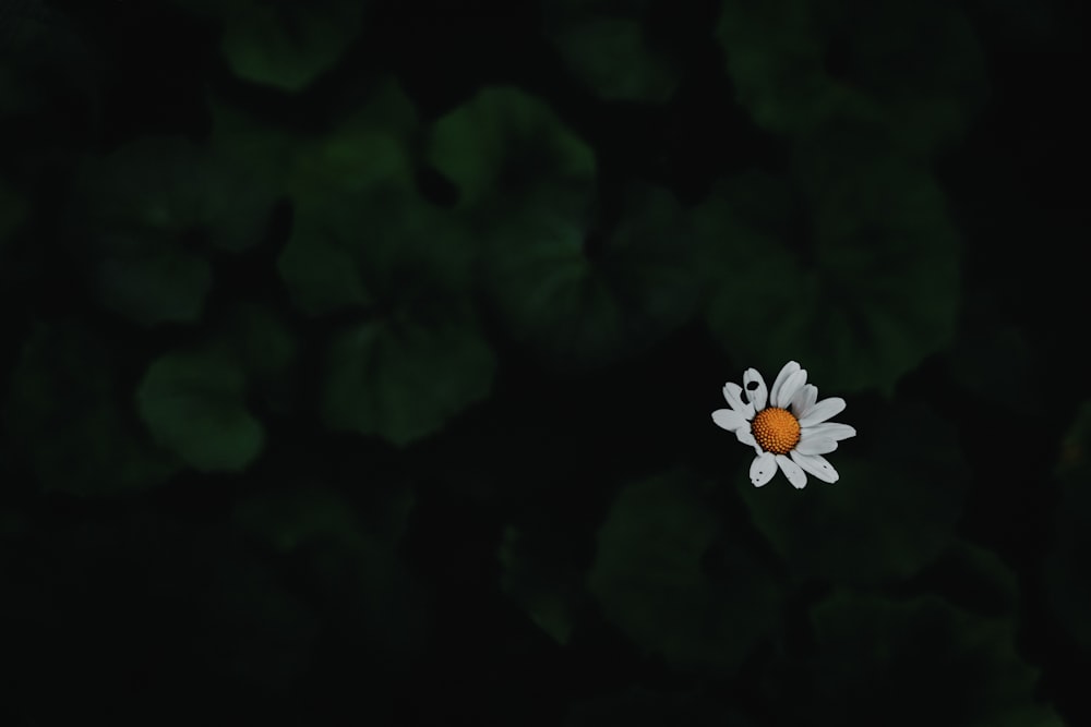 a white and orange flower