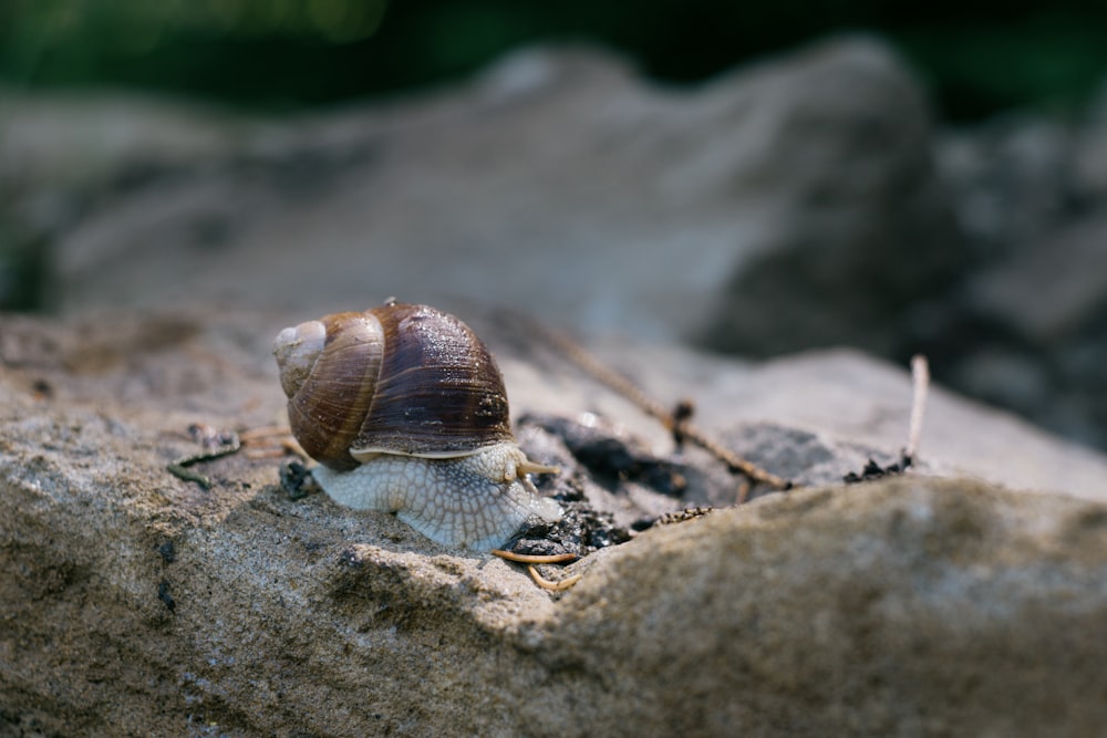 a snail on a rock