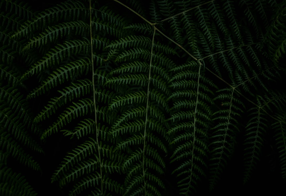 a close up of some plants