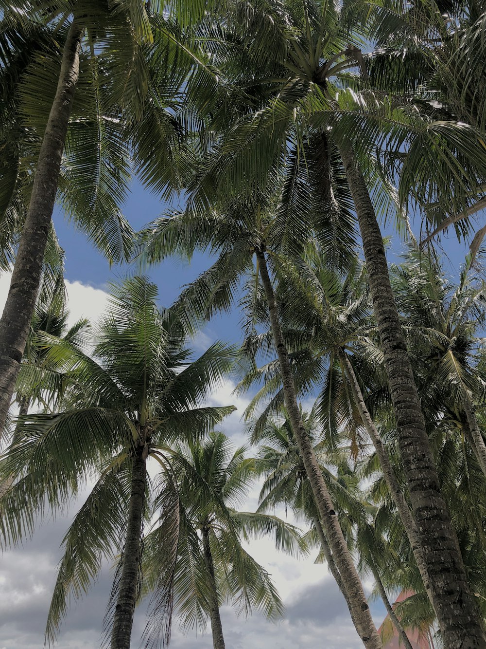 a group of palm trees