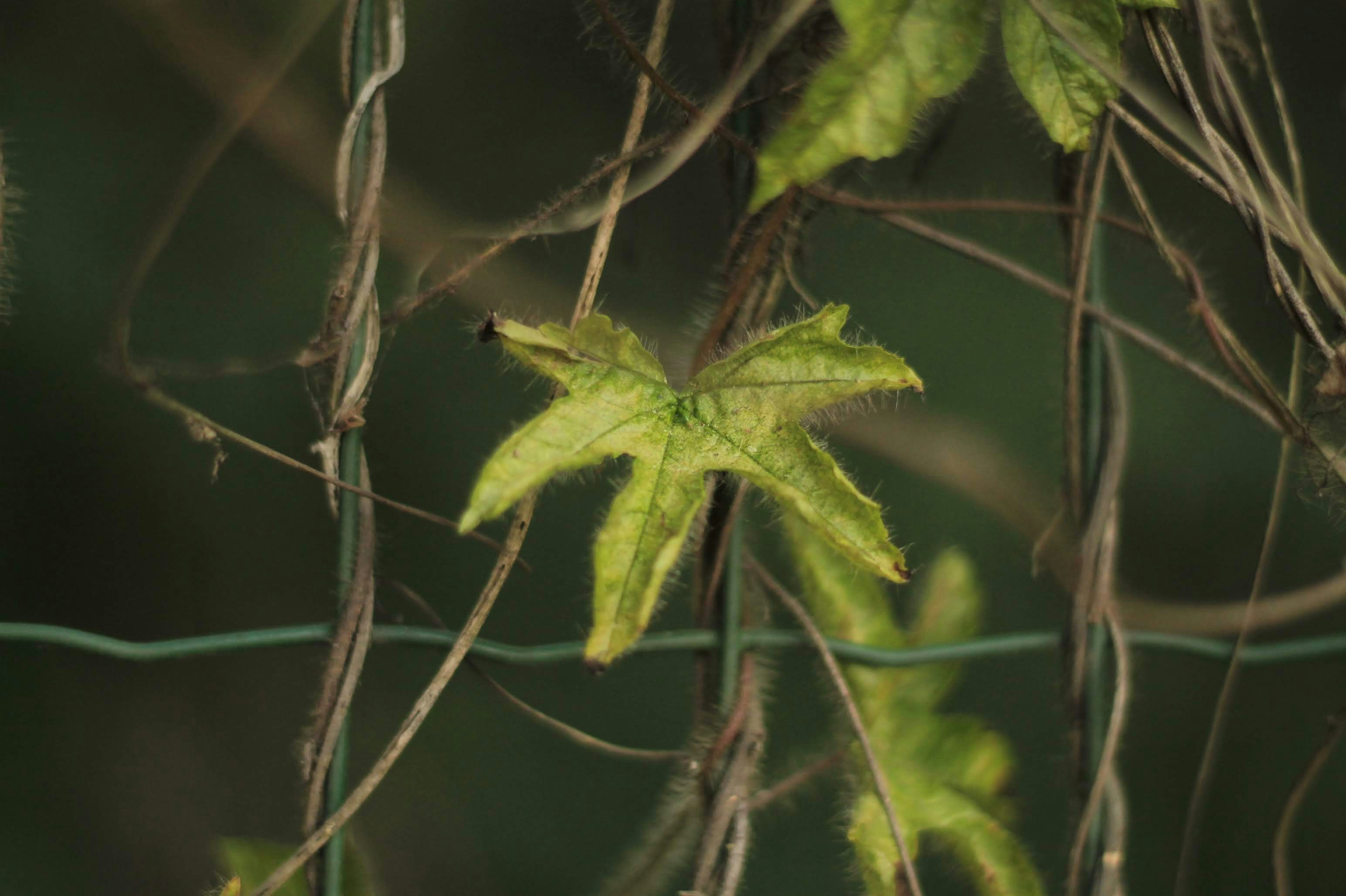 Photo by fotografo_junior