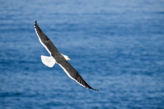 a bird flying over water