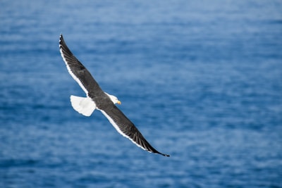 a bird flying over water
