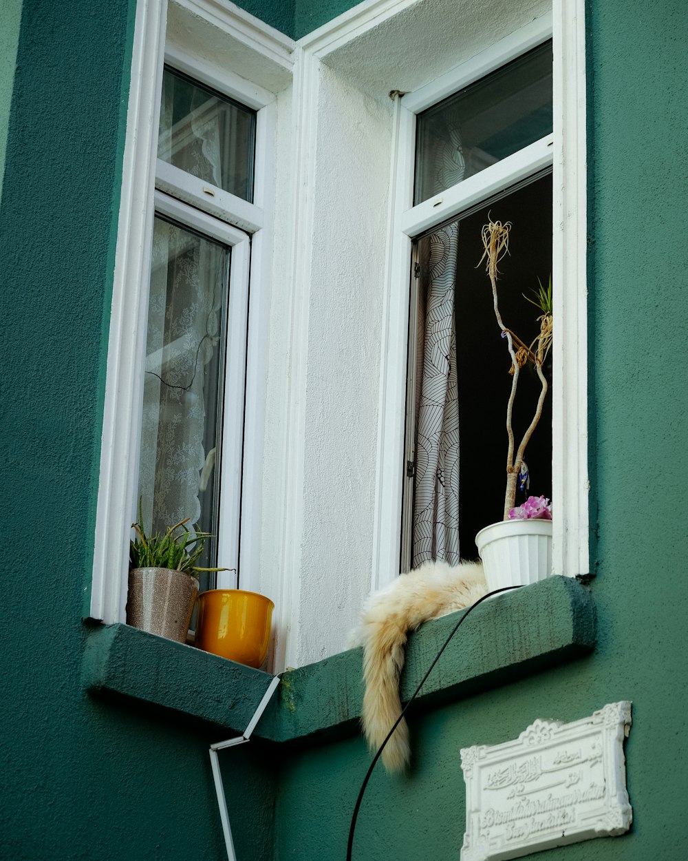 a dog looking out a window