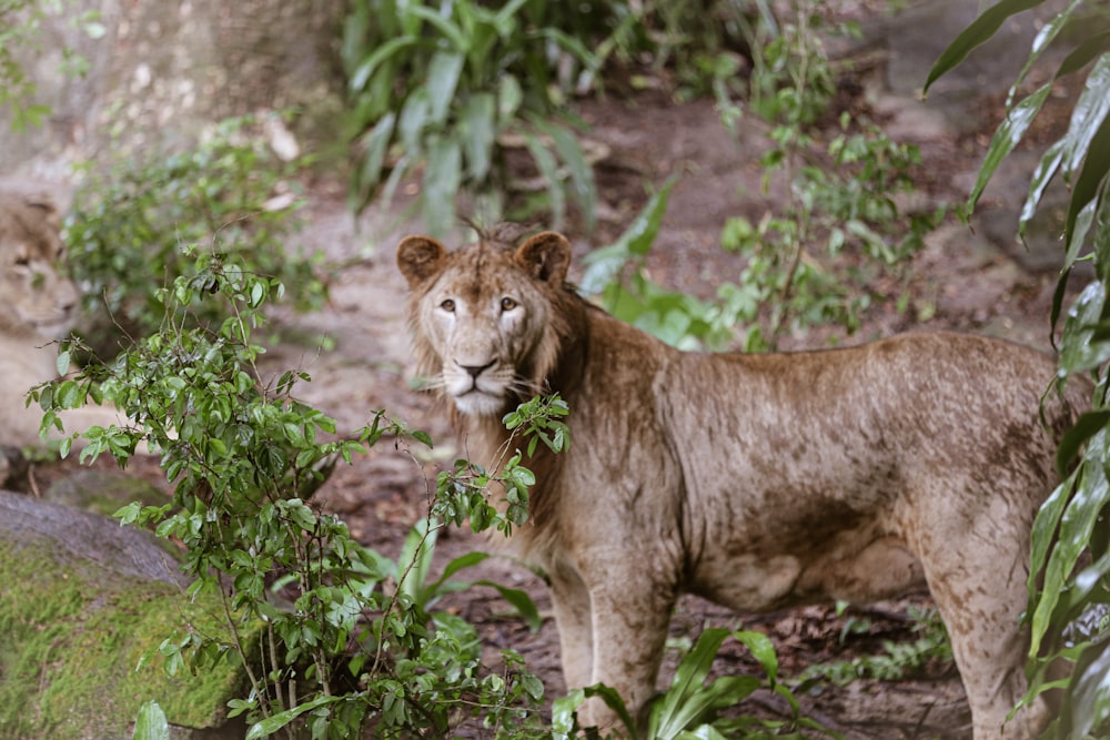 a lion in the wild