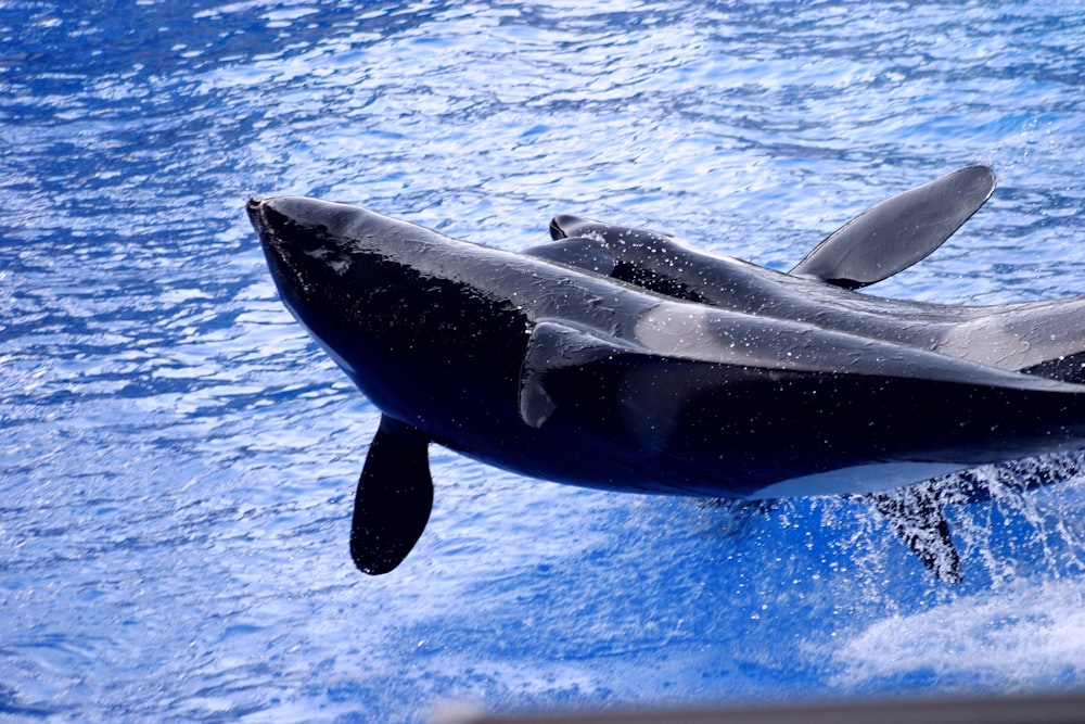 a whale jumping out of the water