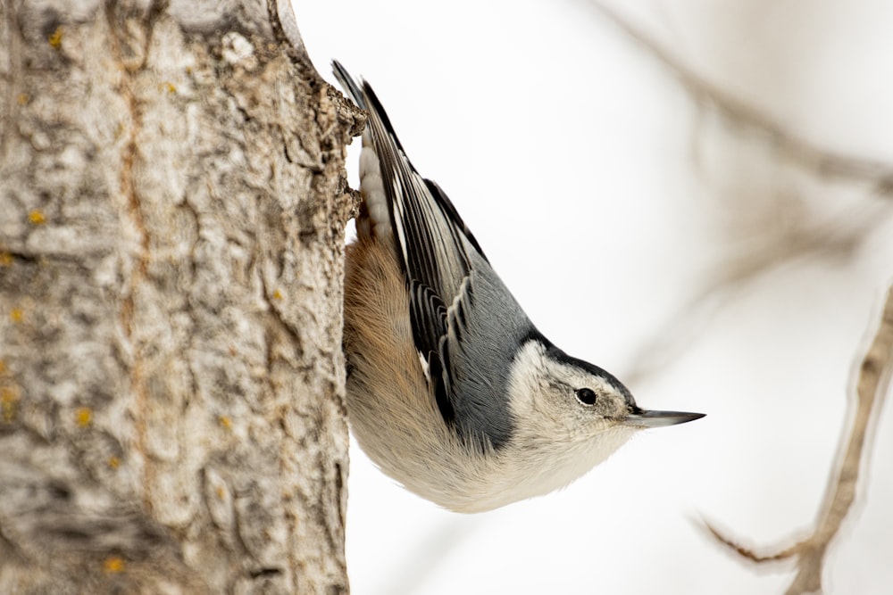 a bird on a tree