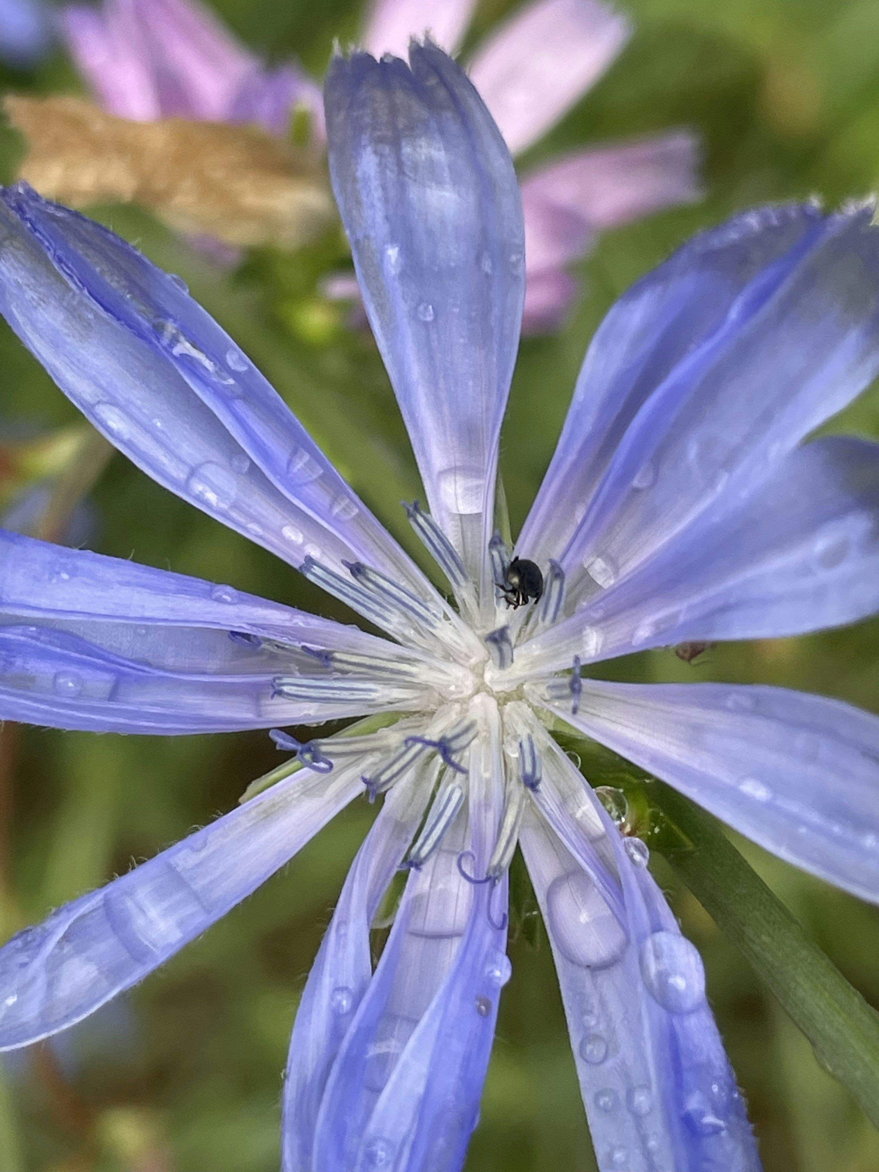 Eine Blume 🌸