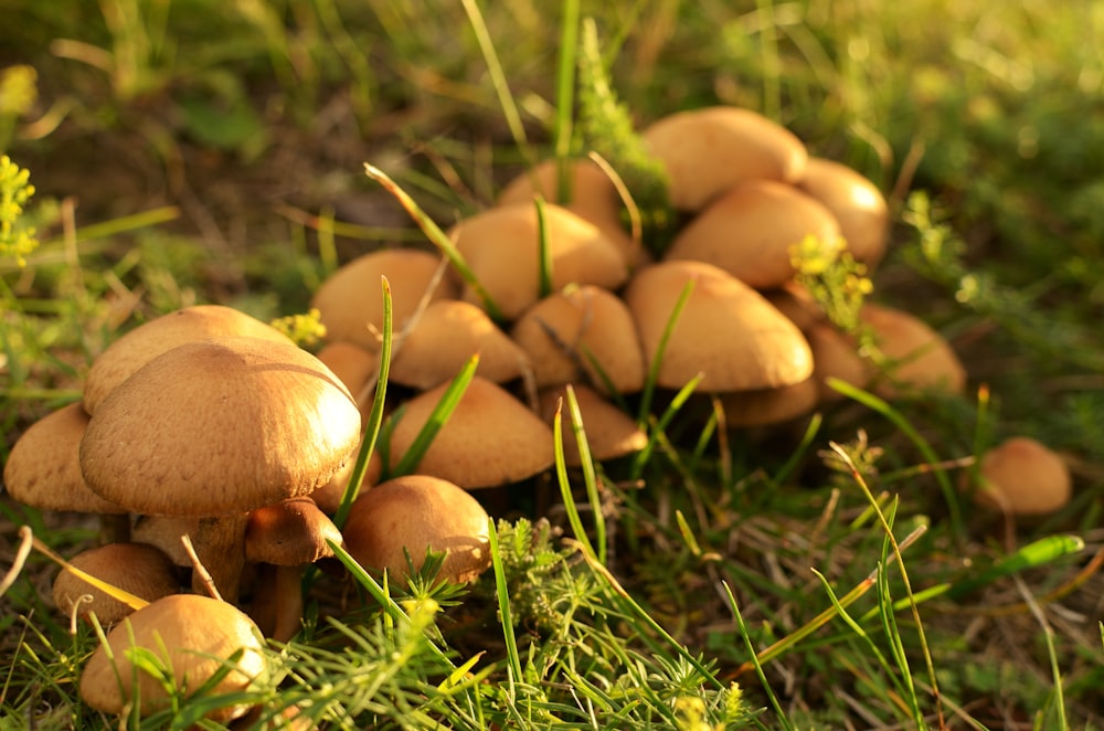 a group of mushrooms growing in the grass