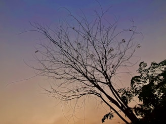 A silhouette of a tree with bare branches stands against a gradient sky transitioning from blue to orange, indicating a sunset or sunrise. The tree has sparse leaves, and another tree with more foliage is visible to the right.