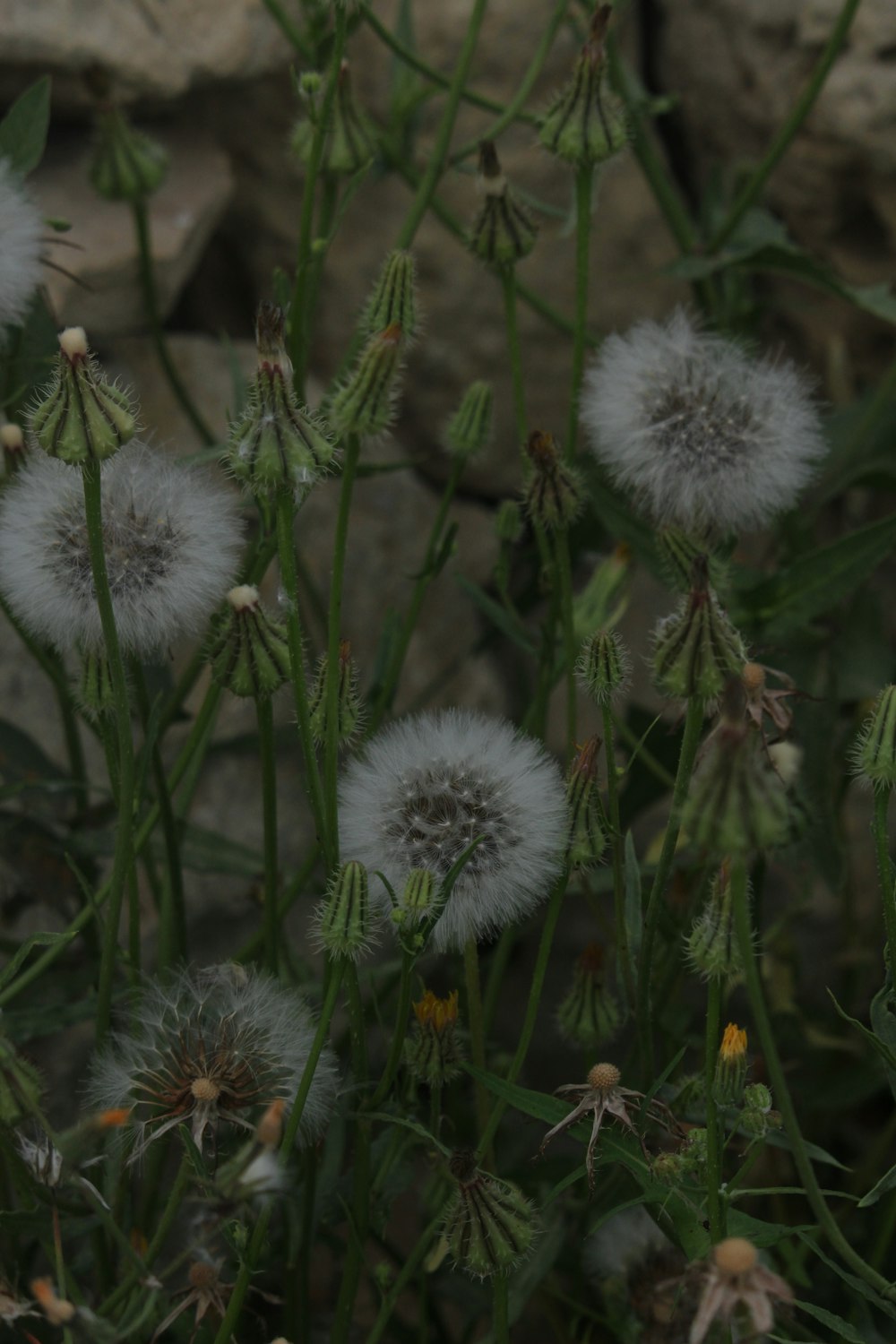 a group of dandelions