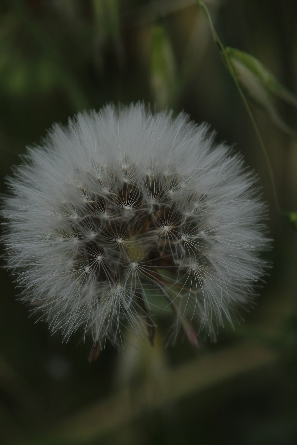 a close up of a dandelion