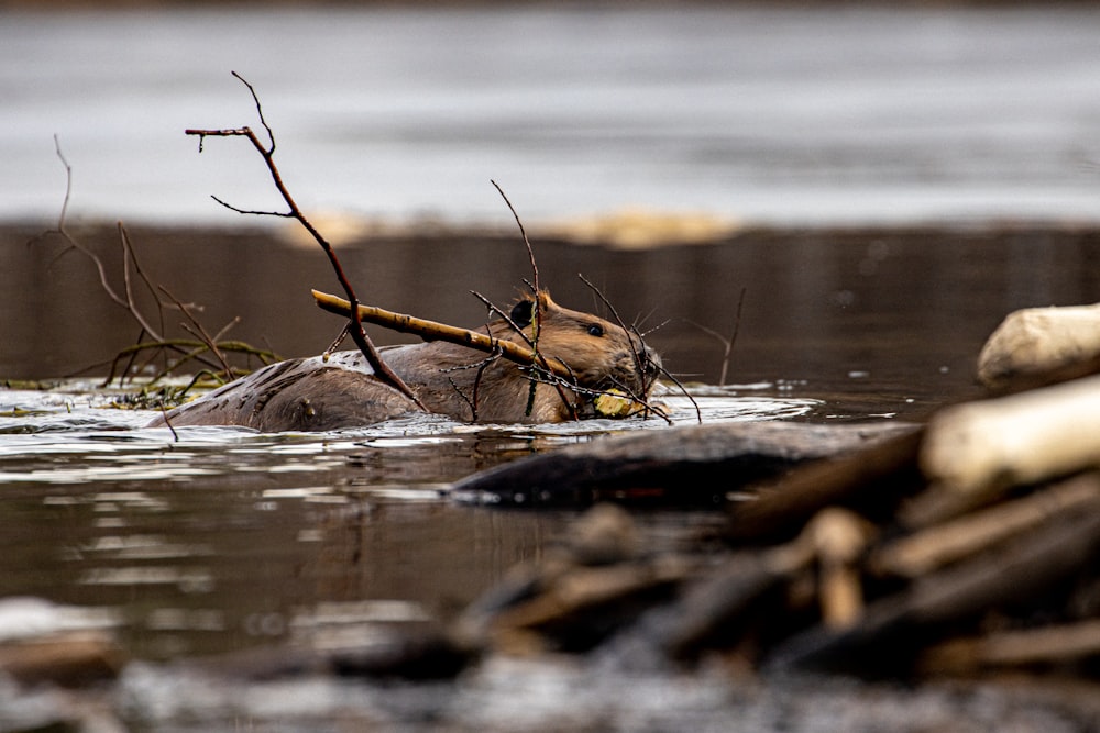 Ein Käfer auf einem Baumstamm im Wasser