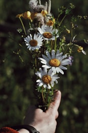 a hand holding a bunch of white and yellow flowers