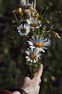 a hand holding a bunch of white and yellow flowers