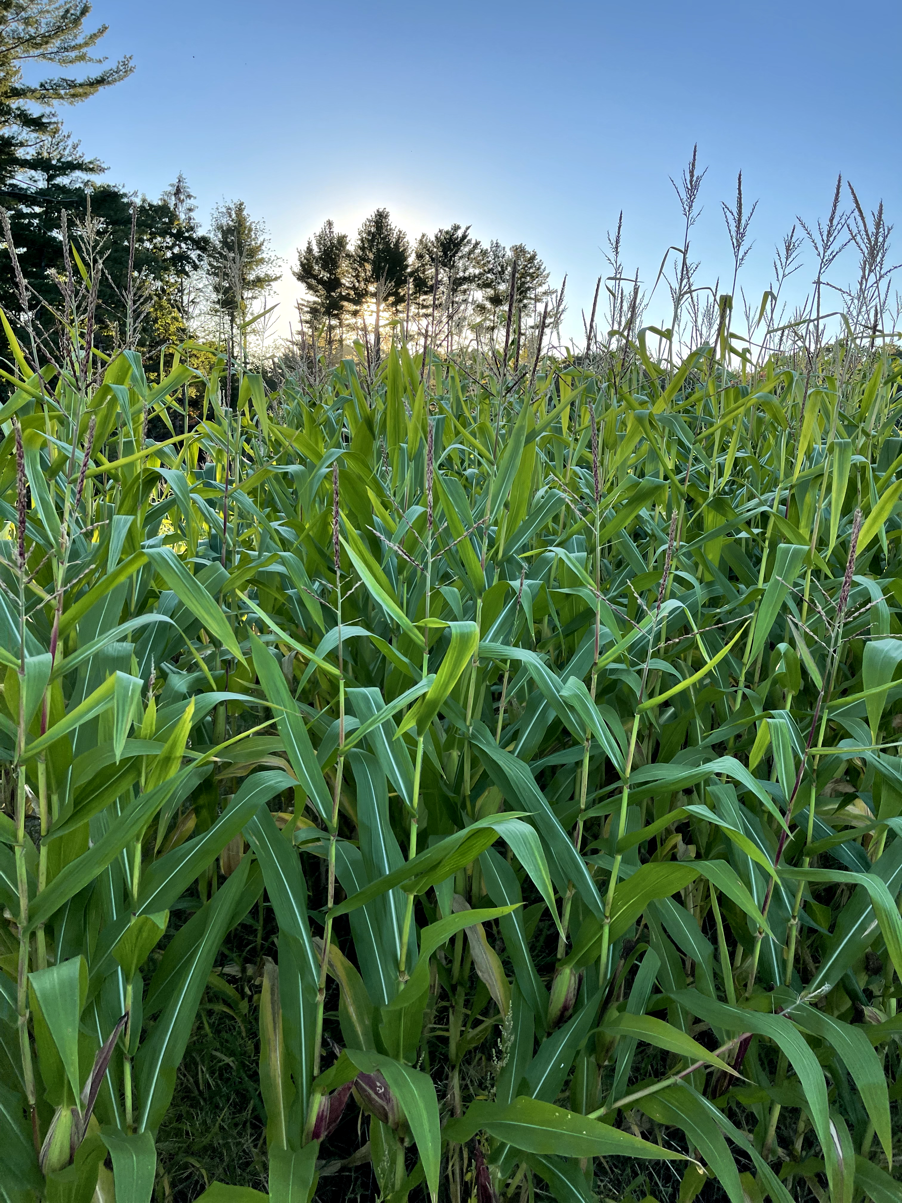 Ein Feld mit grünen Pflanzen