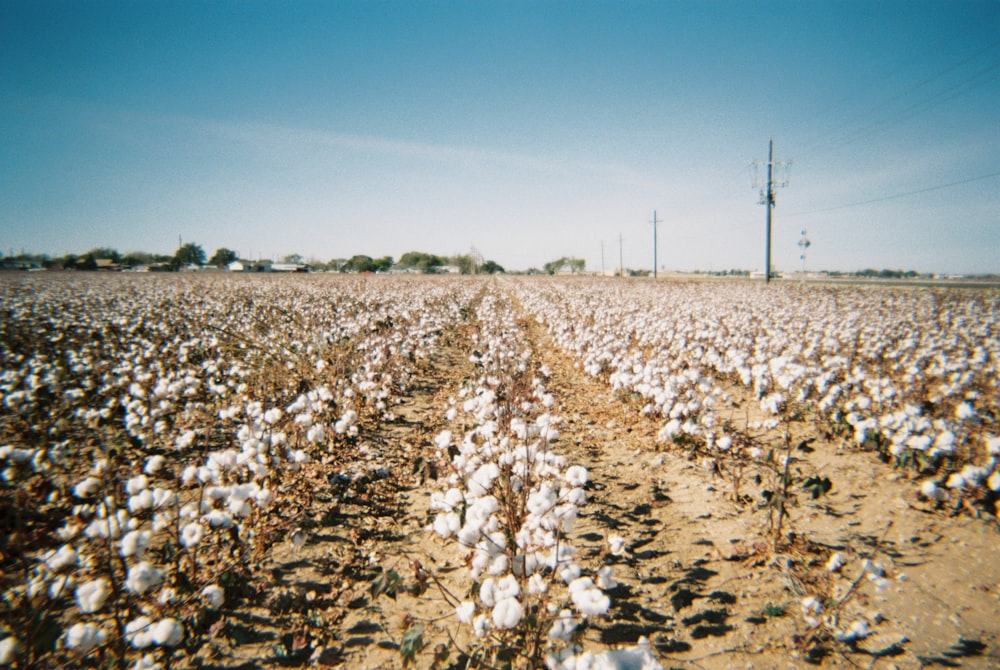 Ein Feld aus Baumwolle
