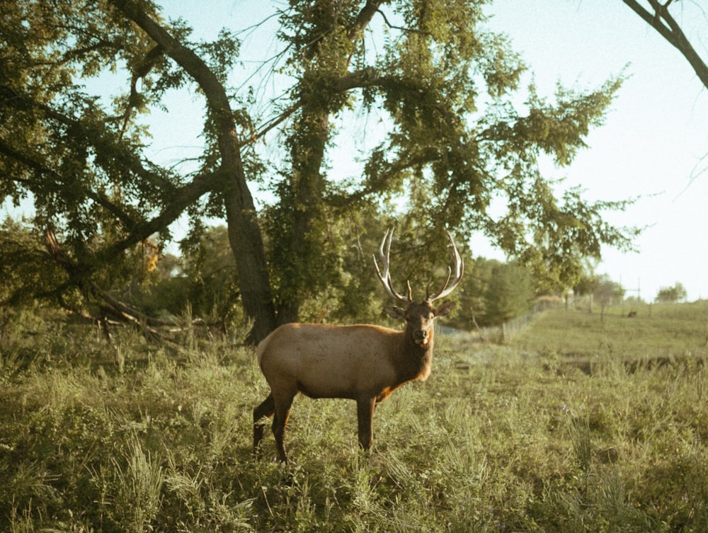 a deer in a field