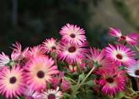 a group of flowers