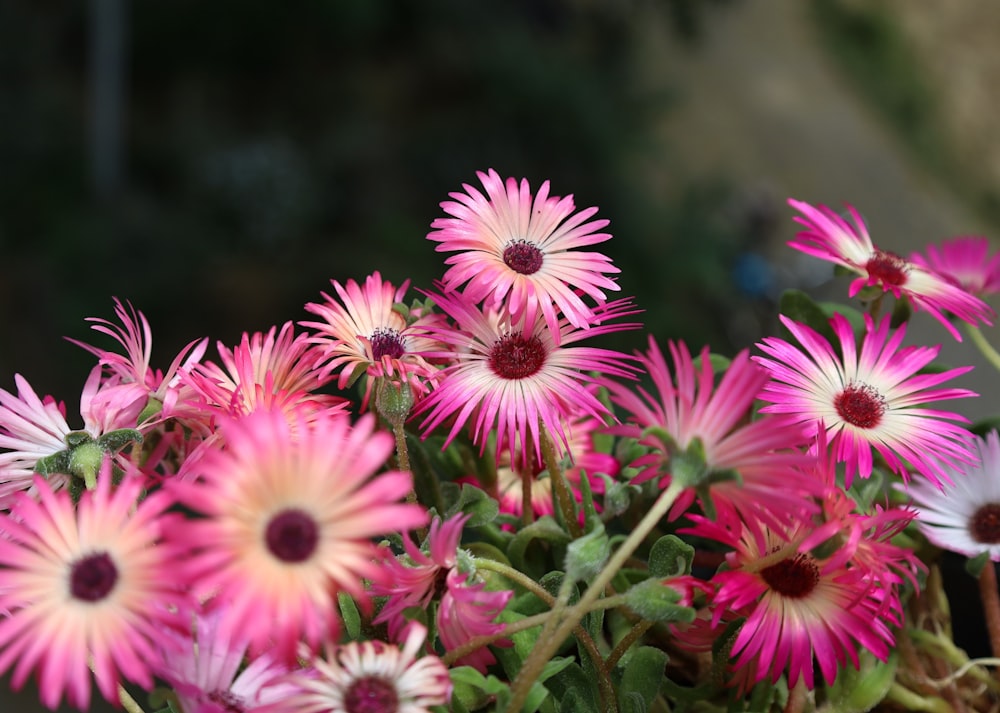 a group of flowers