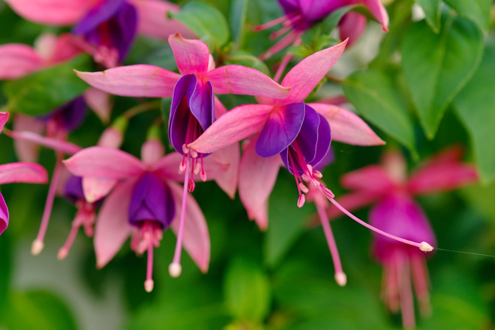 a close up of purple flowers