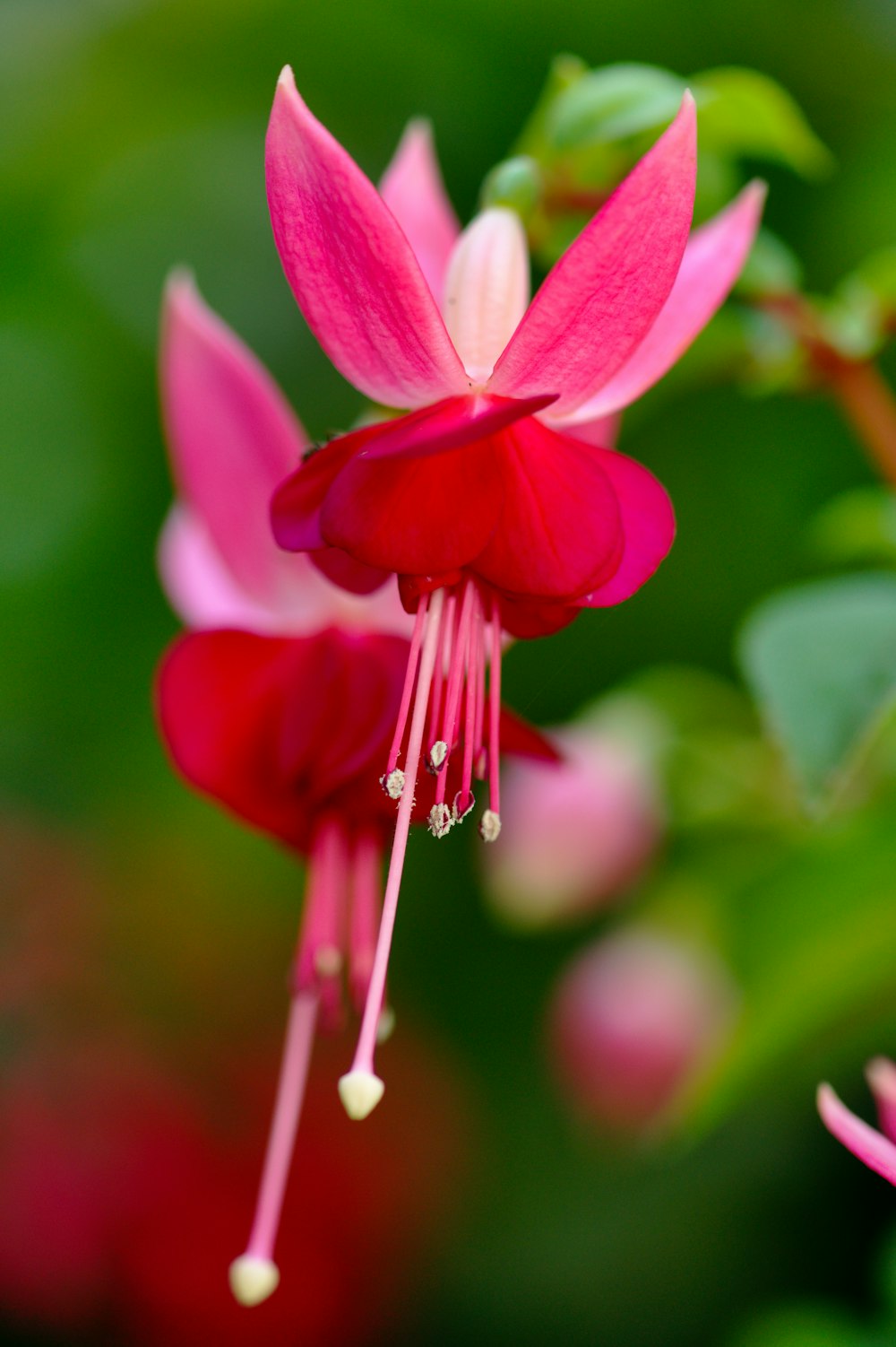 a close up of a flower