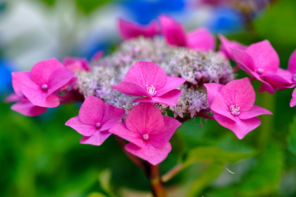 a close up of a flower