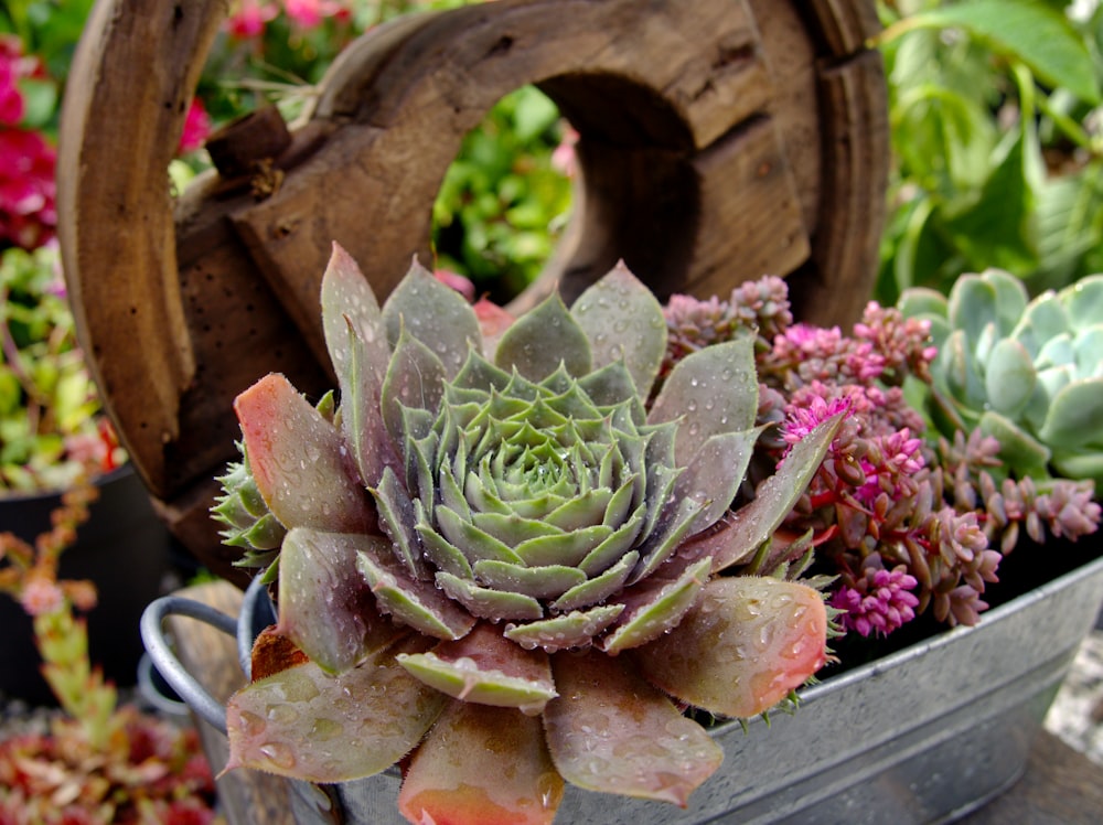 a potted cactus in a garden