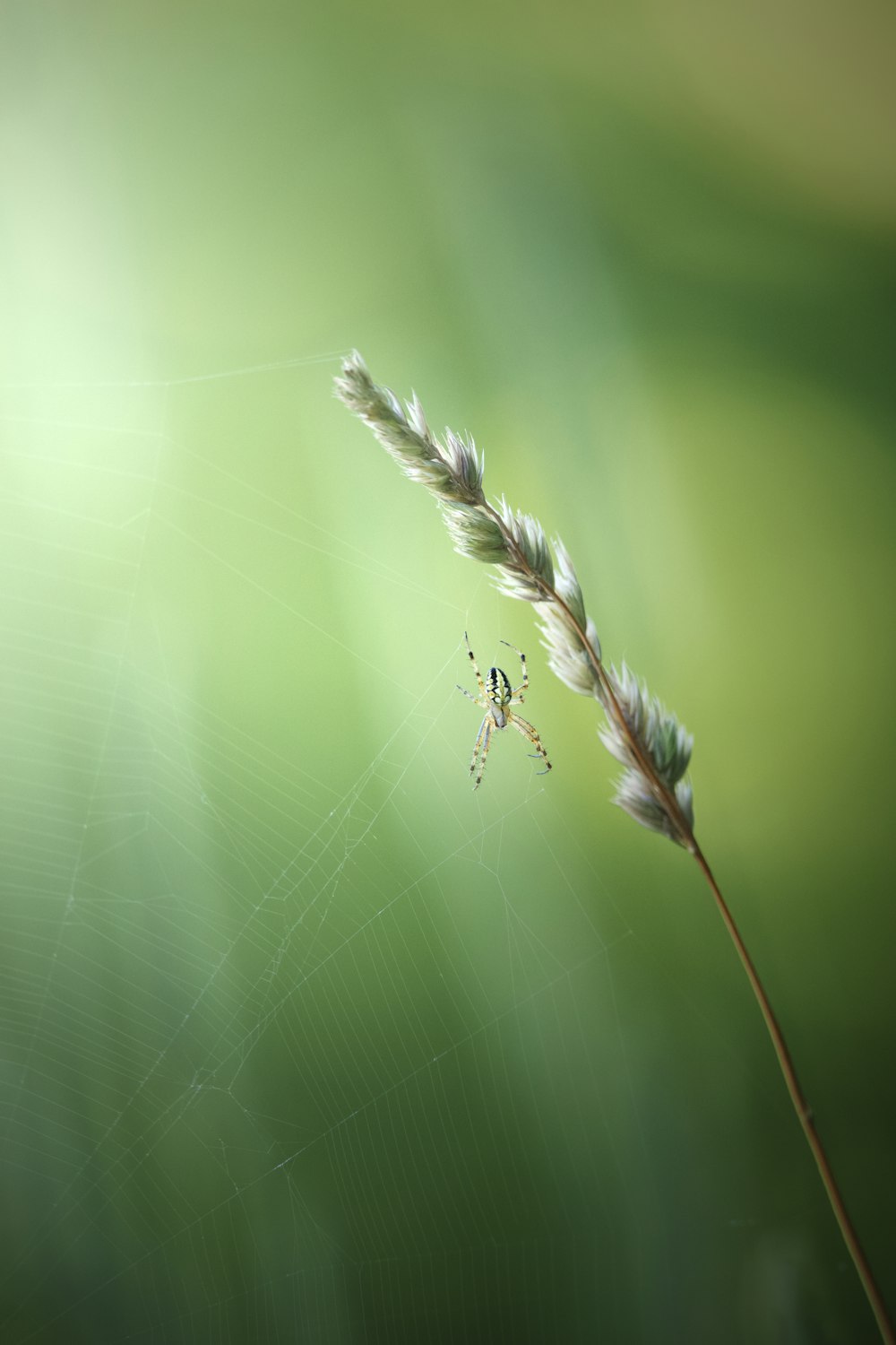 Un insecto en una hoja