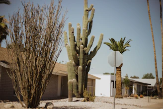 a group of trees with a building in the background