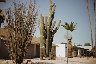 a group of trees with a building in the background