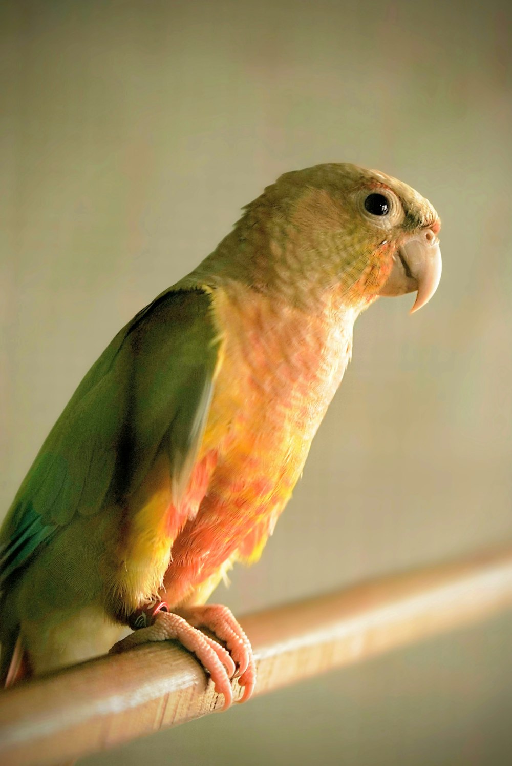a bird with a yellow and green head