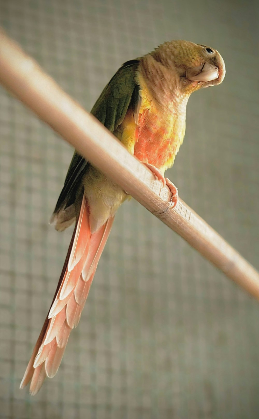 a bird with a long beak