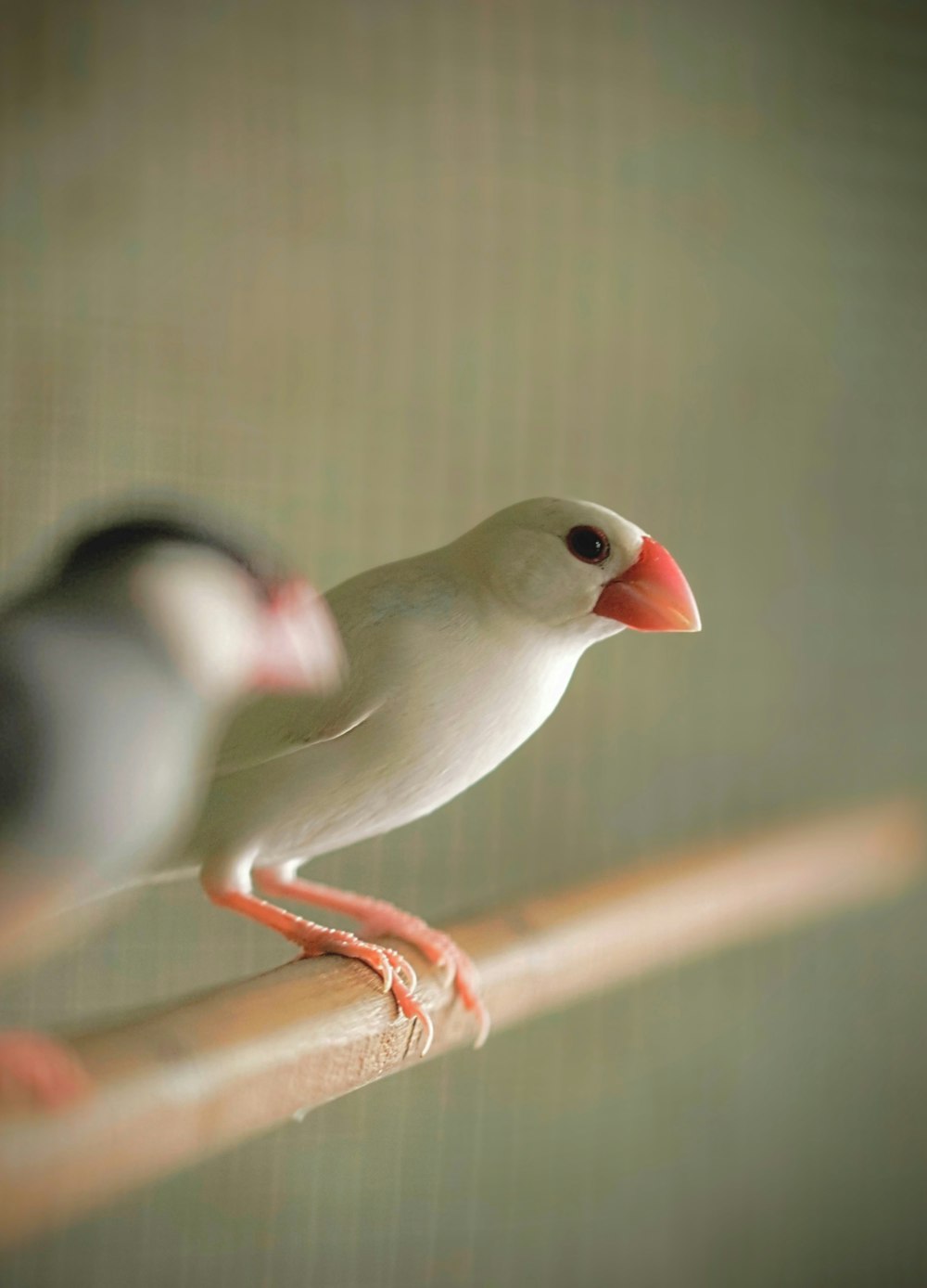 a bird on a branch