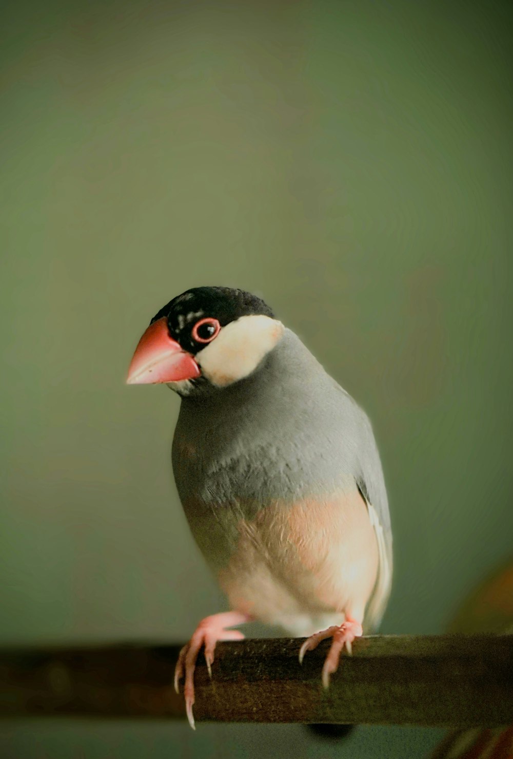 a bird with a red beak